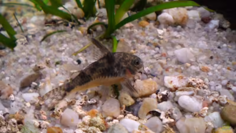 Marmorpanzerwels von Frank Schröder (8)