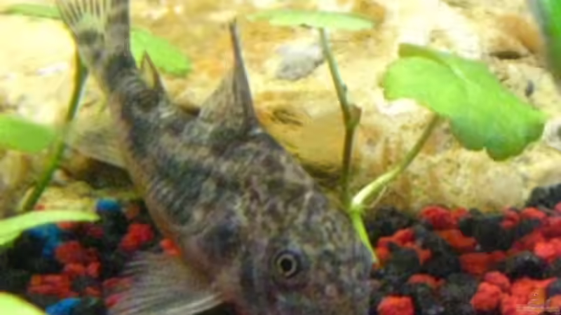 Marmorpanzerwels Weibchen von DanBri (4)