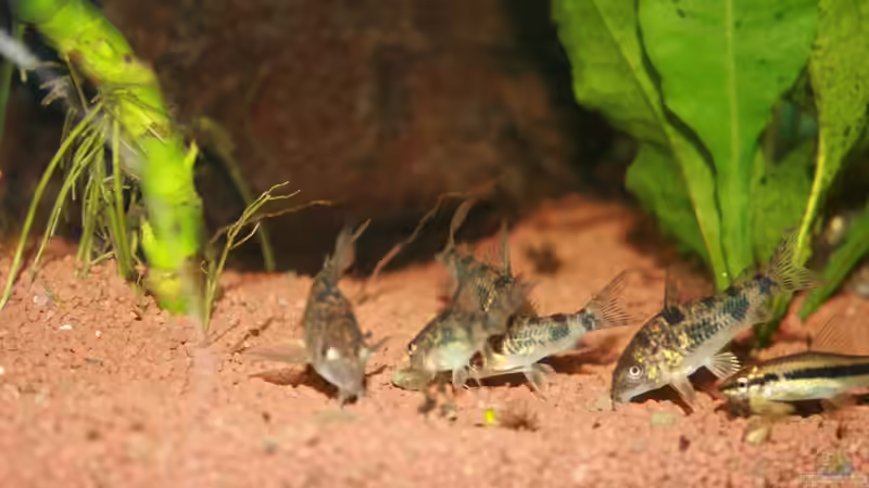 Marmorpanzerwelse von Hollyday (12)