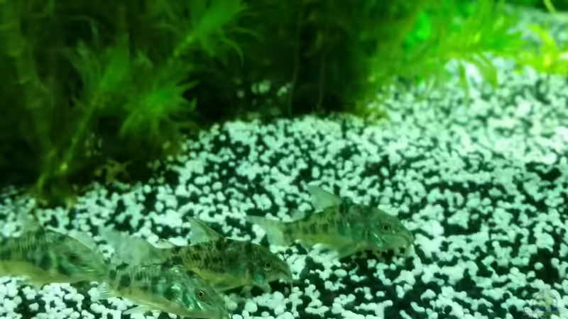 Marmorpanzerwelze von Angie777 (28)