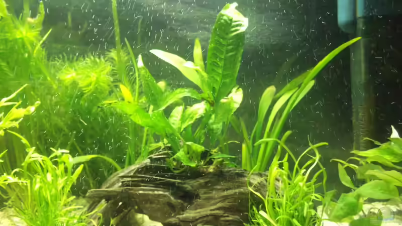 Marokienwurzel mit Javafarn von Maggie Blue (2)