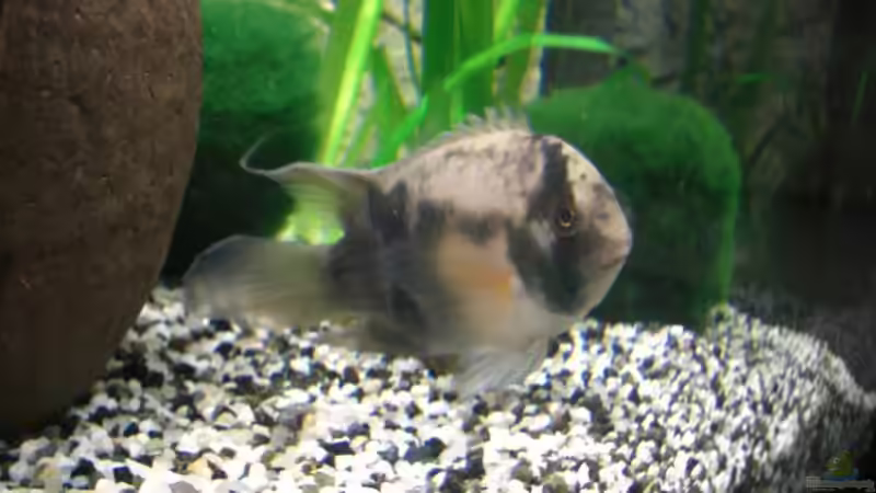 Maroni -  leider sehr Schreckhaft von Florian Glaser (10)