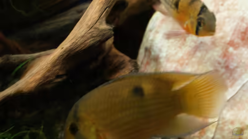 Maroni & Bolivianischer SBB von lod (25)