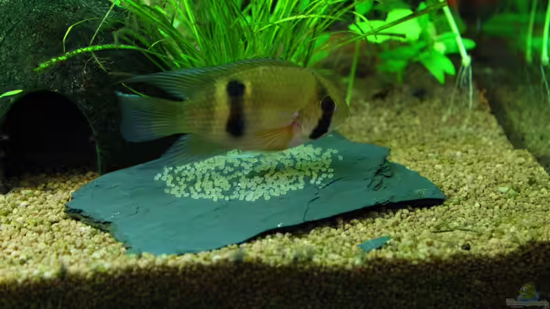 Maroni bewacht das Gelege auf dem Stein von Springer (63)