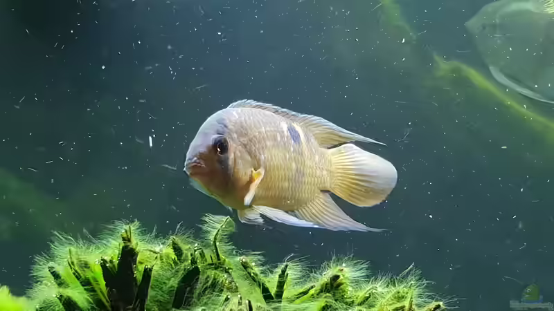 Maroni Buntbarsch  von Mel (37)