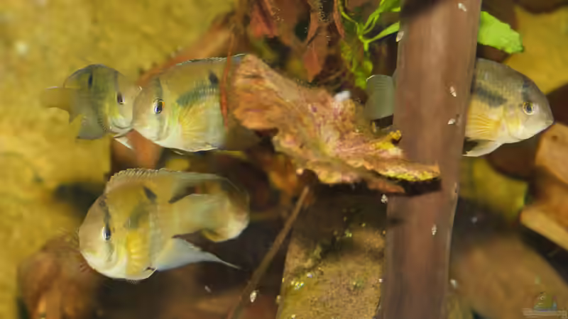 Maroni-Buntbarsch (Cleithracara maronii) F1 von ravaka (54)