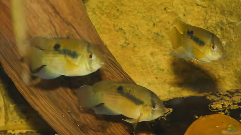 Maroni-Buntbarsch (Cleithracara maronii) F1 von ravaka (56)