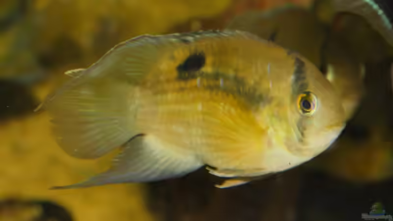 Maroni-Buntbarsch (Cleithracara maronii) F1 von ravaka (59)