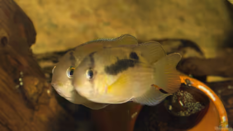 Maroni-Buntbarsch (Cleithracara maronii) F1 von ravaka (61)