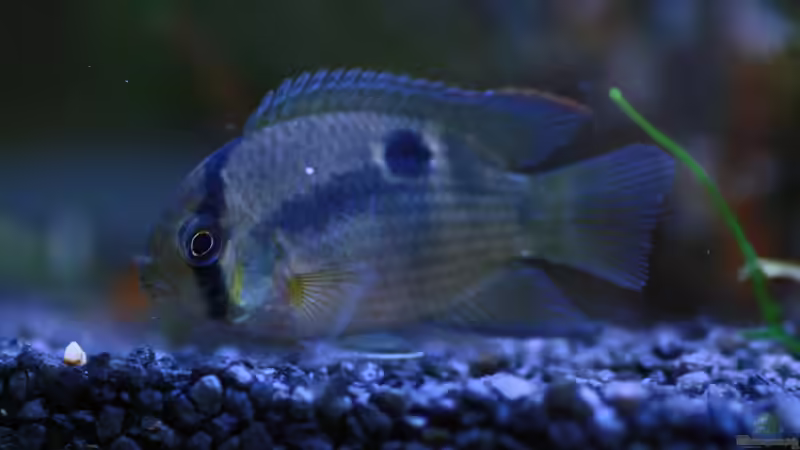 Maroni-Buntbarsch (Cleithracara maronii) von semimarinus (34)