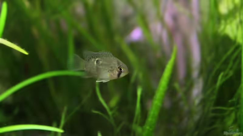 Maroni Buntbarsch Nachwuchs (schon umgezogen zu den Eltern) von Springer (31)