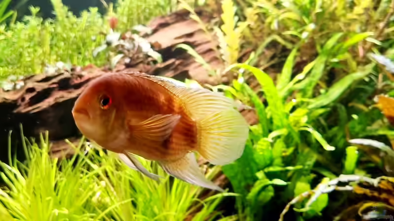 Maroni Buntbarsch von Comander (18)