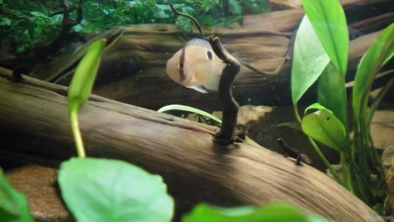 Maroni-Buntbarsch von Falk Bellmann (49)