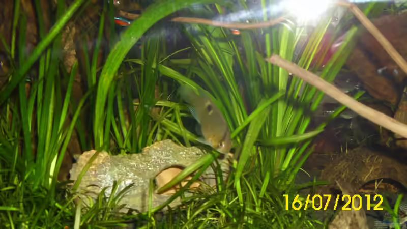 Maroni Buntbarsch von Günther Kröger (49)