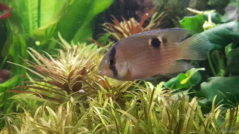 Maroni Buntbarsch von Mel (39)