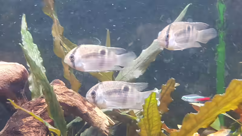 Maroni Buntbarsch von Mel (47)