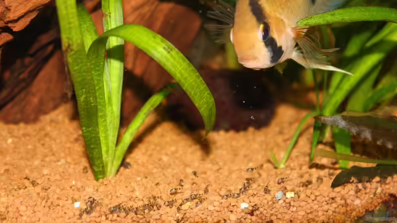 Maroni Eltern mit den Jungen von Springer (66)