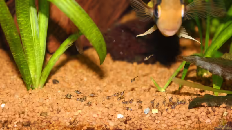 Maroni Eltern mit den Jungen von Springer (67)