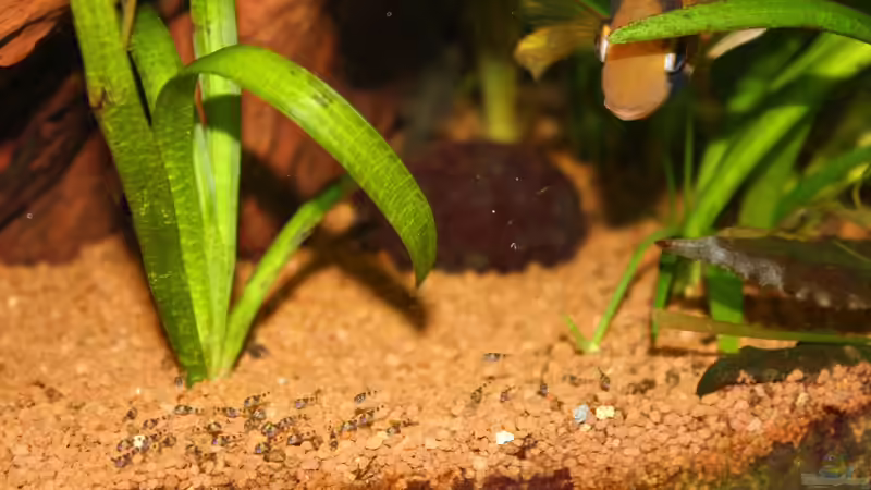 Maroni Eltern mit den Jungen von Springer (68)