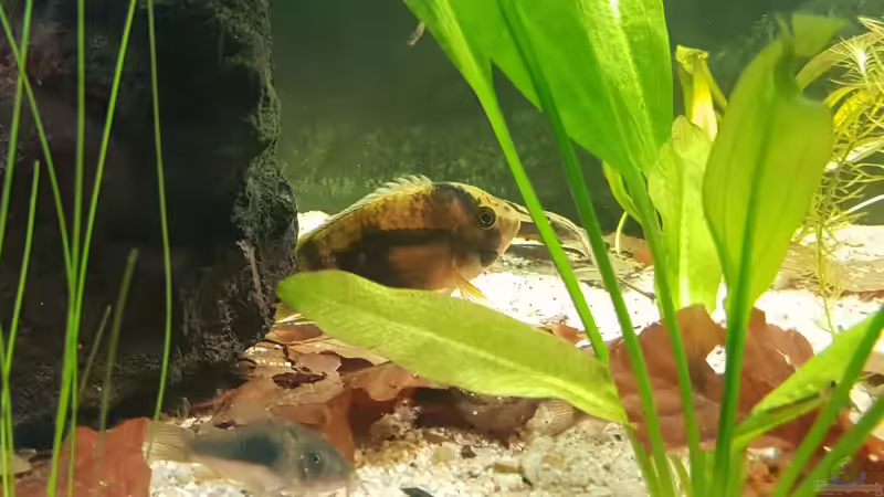 Maroni Tarnfarbe  von Mel (26)