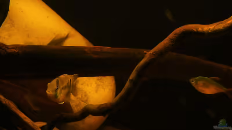 Maroni und Kolumbianer 13.08.16 von ~Marco~ (15)