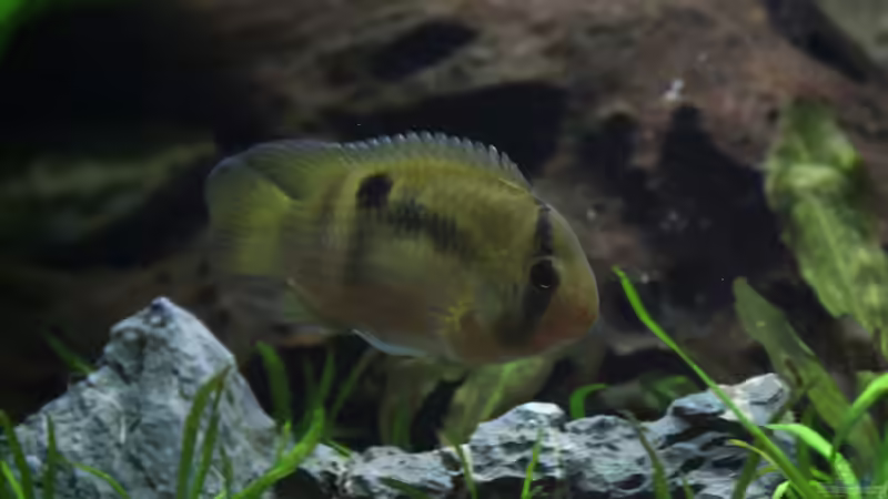 Maroni von Falk (33)