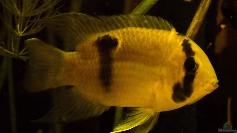 Maroni-Weibchen im Balzkleid von njio (6)