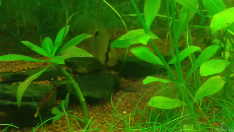 Maronibuntbarsch von Deoroller (65)