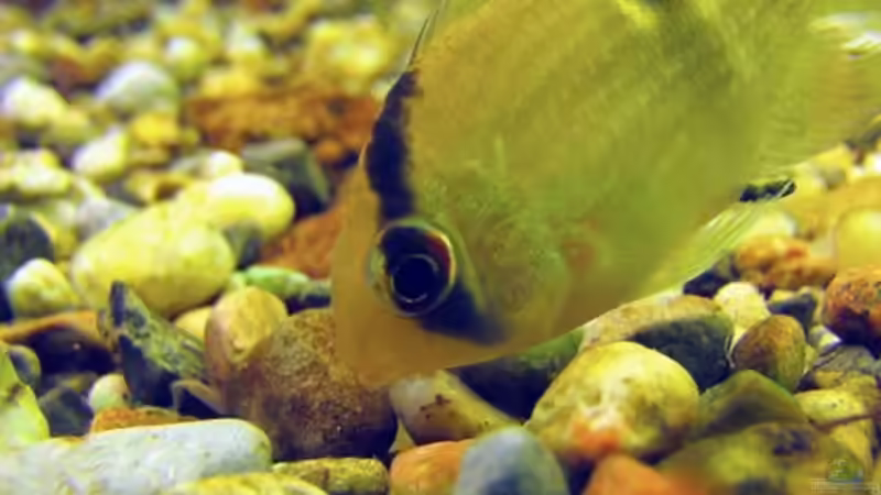 Maronibuntbarsch von jeaw70 (23)