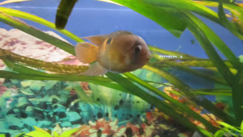 Maronibuntbarsch von Malawi-Dude (11)