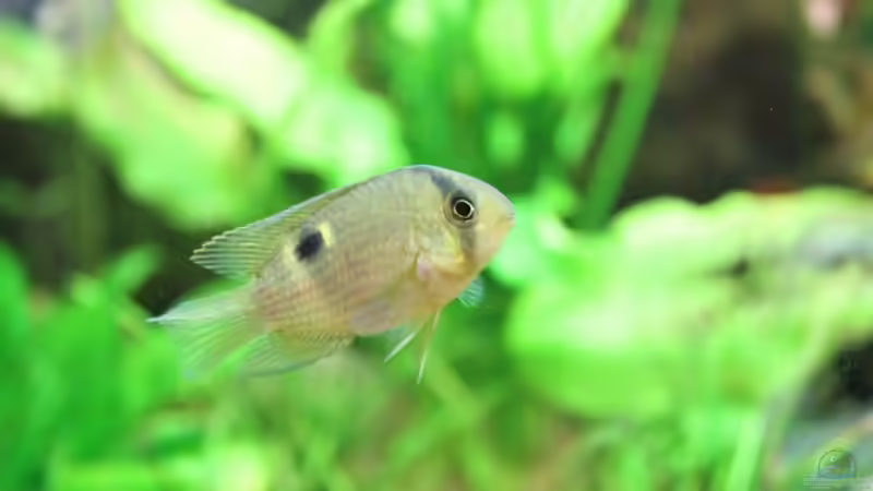 Maronibuntbarsch von Springer (57)