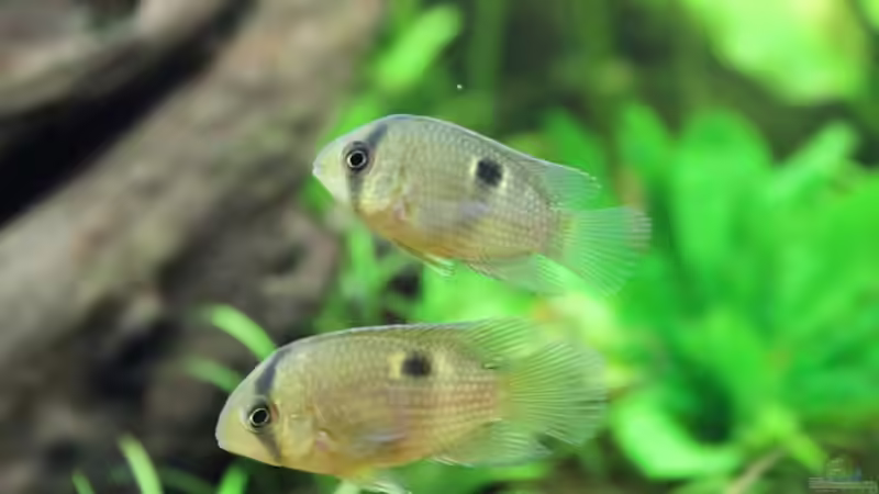 Maronibuntbarsche von Springer (58)