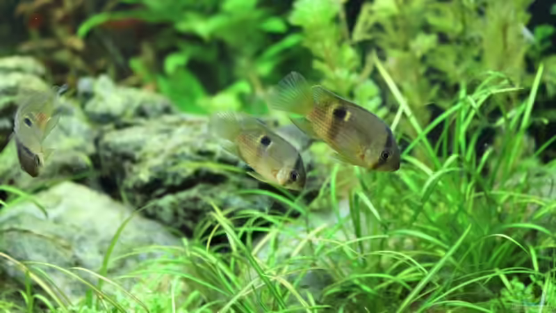 Maronibuntbarsche von Springer (59)