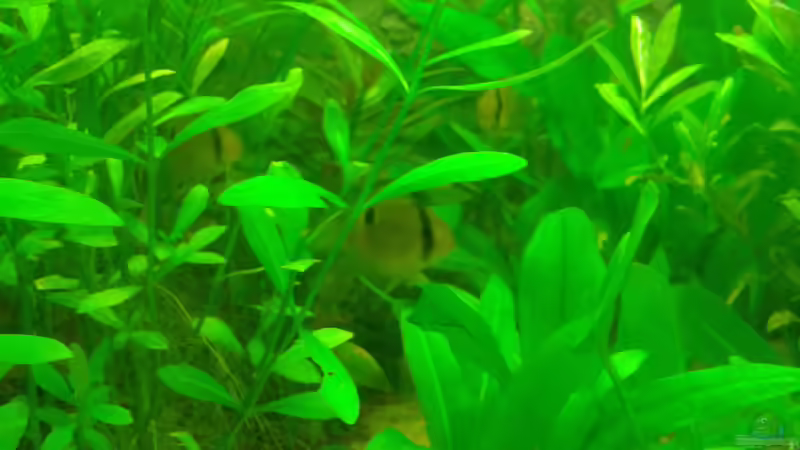 Buntbarsche im Aquarium (Einrichtungsbeispiele mit Chichliden)