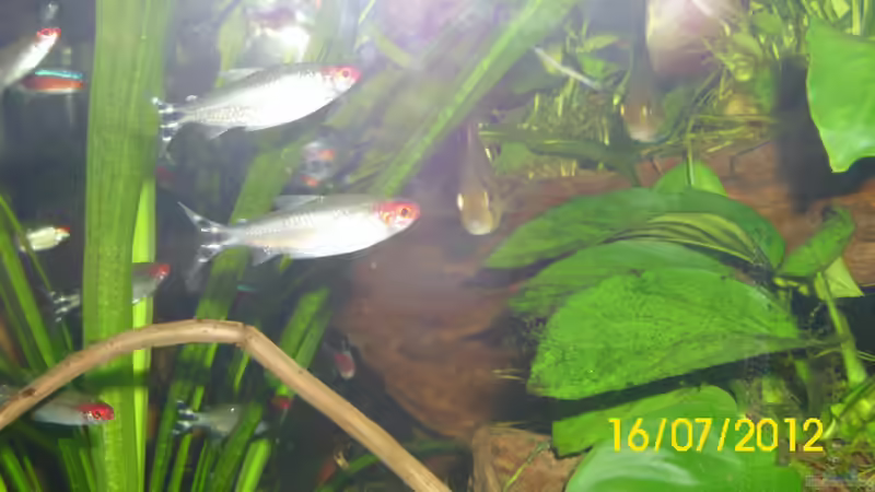 Maronis im Anmarsch von Günther Kröger (50)