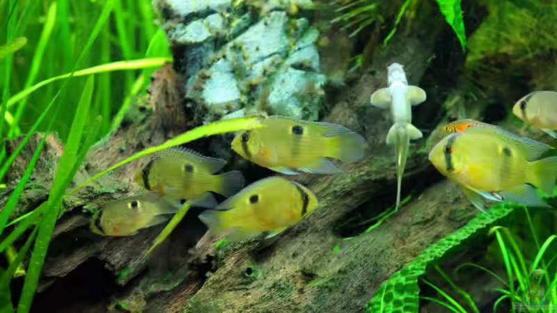 Maronis kurz vor dem Füttern von Springer (60)