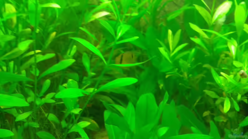 Maronis verstecken sich von Deoroller (62)