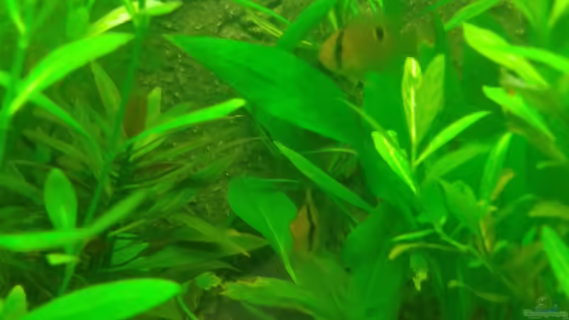 Maronis verstecken sich von Deoroller (63)