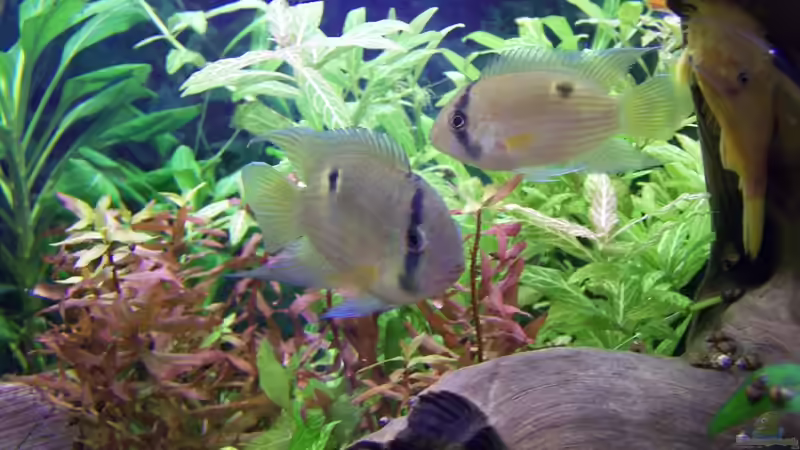 Maronis von Dani7 (21)