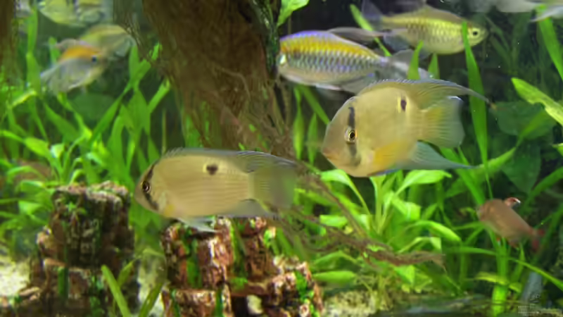 Maronis von Dani7 (22)