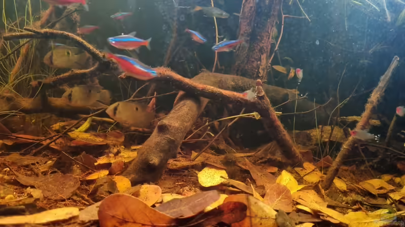 Maronis von Rainooo (47)