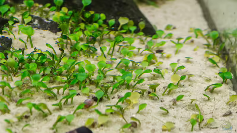 Marsielea sp. wächst und gedeiht... immer weiter...   16.07.15 von Betta Chris (83)