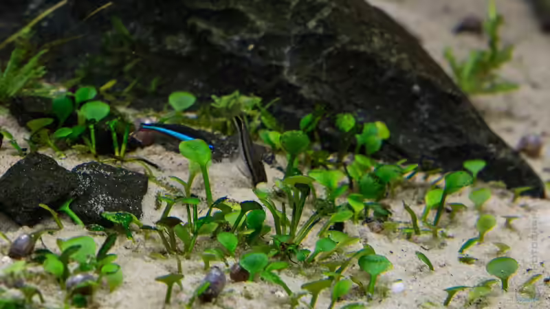 Marsielea spp.   05.07.15 von Betta Chris (82)