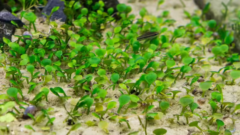 Marsielea spp. 22.07.15 von Betta Chris (84)