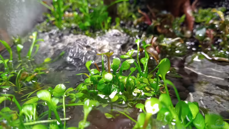 Marsilea crenata von Junglist (5)