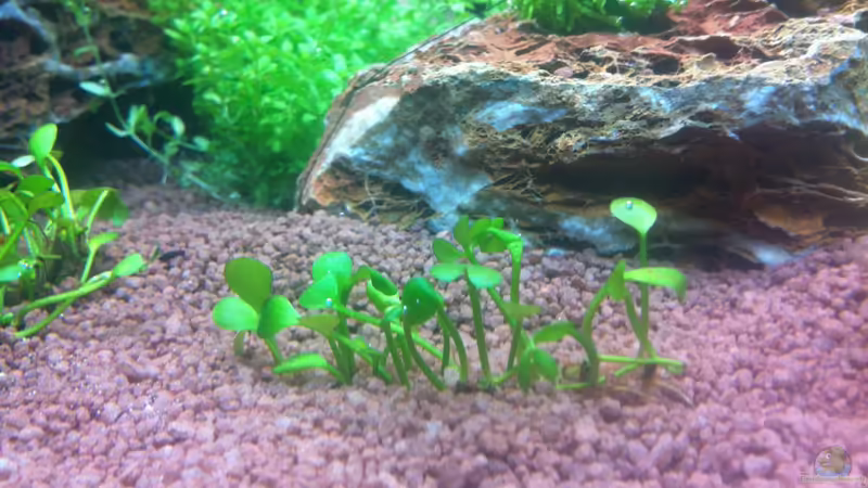 Marsilea crenata von Sascha T. (20)