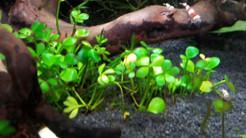 Marsilea hirsuta - Vordergrund von feuervogel-82 (17)