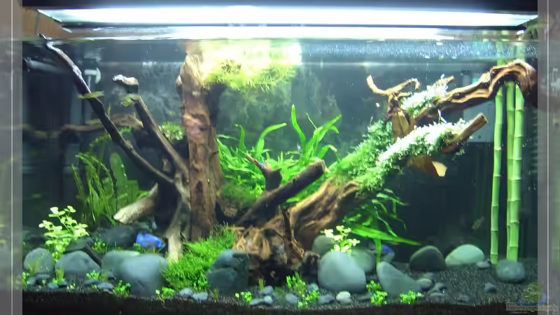 Marsilea hirsuta kam erst 2 Wochen später von Pseudomugil (11)