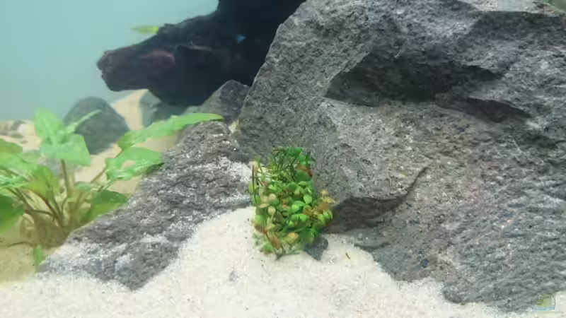 Marsilea Hirsuta von Aquaristik-Padawan (18)