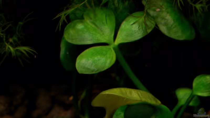 Marsilea hirsuta von Kuro-Schio (12)